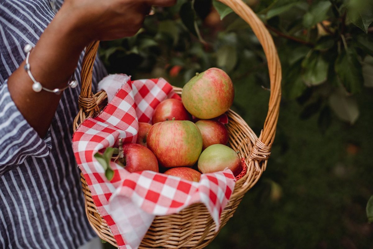 A person carrying a wicker basket filled with freshly picked apples in an orchard