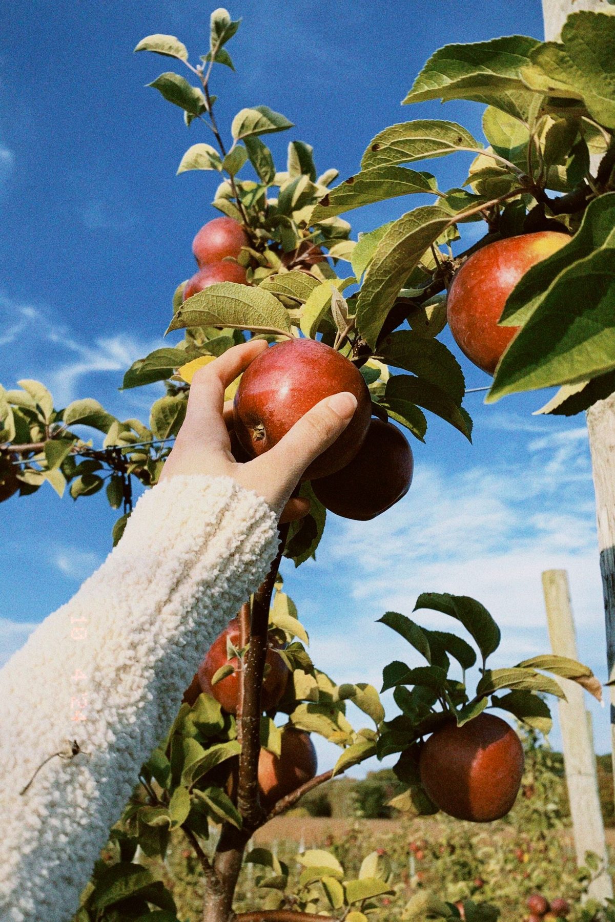 A hand reaching up to pick a ripe apple from a tree in an orchard