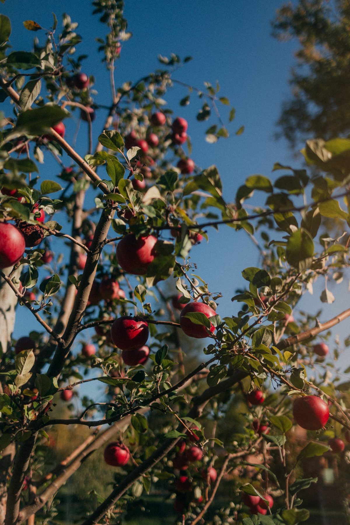 An apple tree heavy with red apples against a blue autumn sky