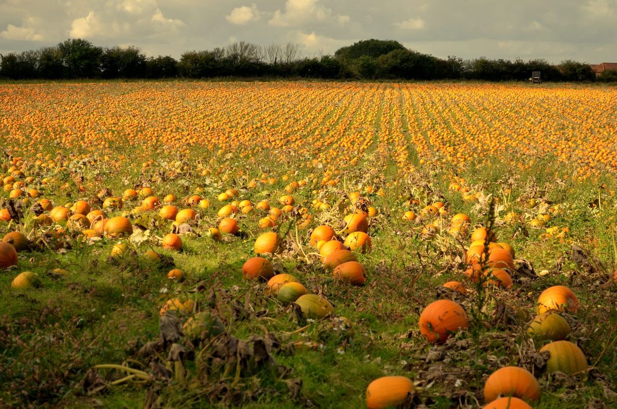 A wide pumpkin field in autumn light with pumpkins scattered across the rows