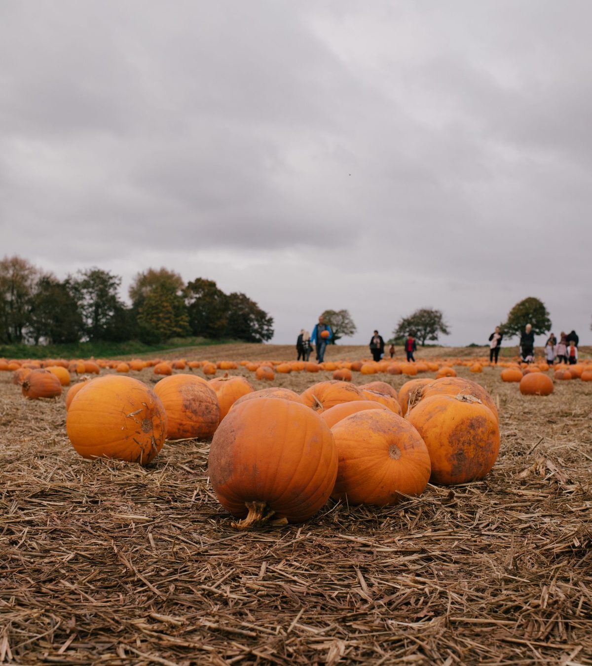 Pumpkins lying on straw at a pumpkin patch with visitors in the background